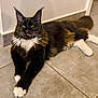 cat, maine_coon, black_and_white, fluffy, feline, pet, animal, indoor, floor, tiled_floor, whiskers, yellow_eyes, relaxed, lying_down, long_fur, paws, ears, tail, domestic_cat, cute