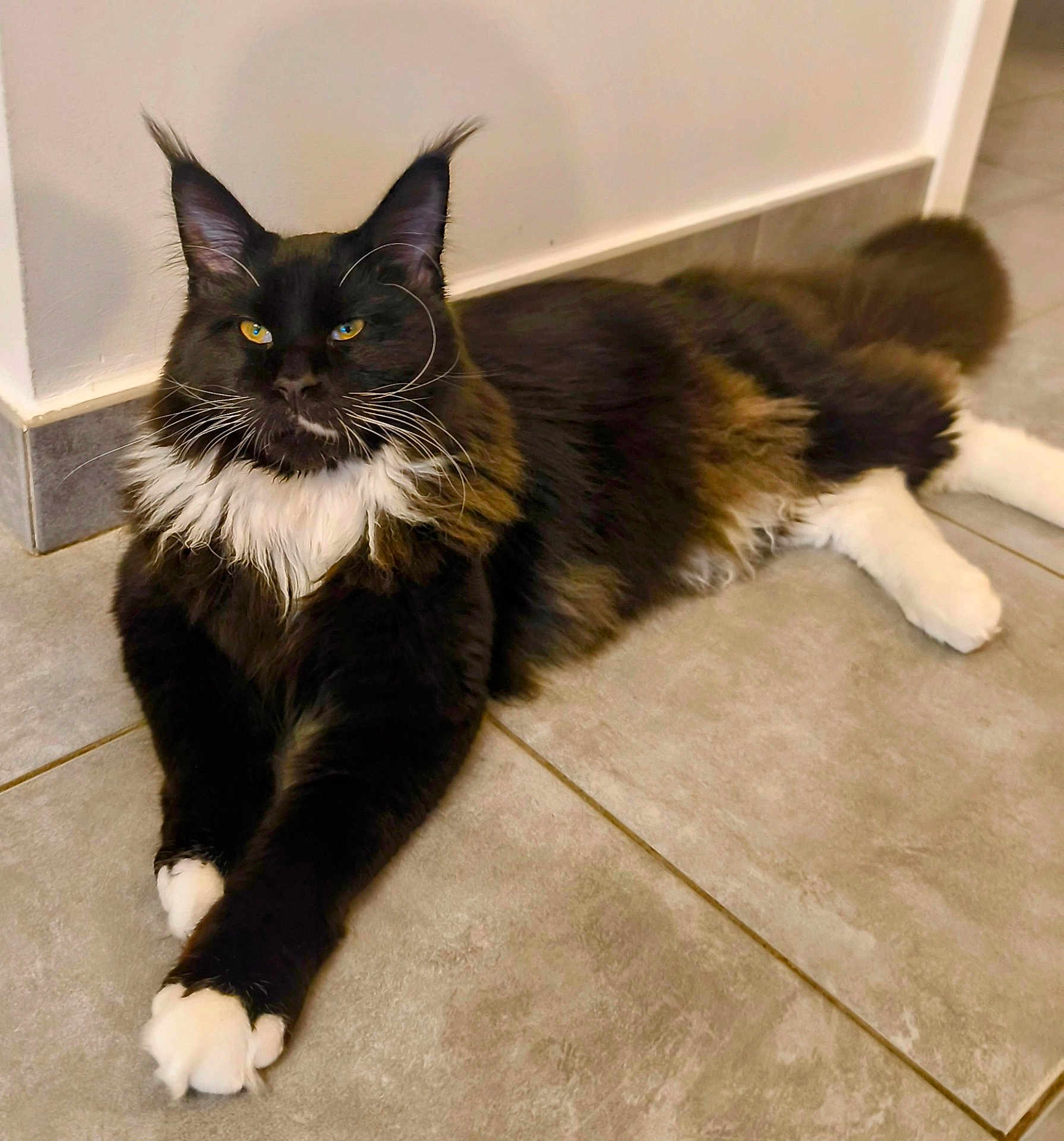 Aragorn participe au concours pour gagner de l'argent avec cette photo : cat, maine_coon, black_and_white, fluffy, feline, pet, animal, indoor, floor, tiled_floor, whiskers, yellow_eyes, relaxed, lying_down, long_fur, paws, ears, tail, domestic_cat, cute