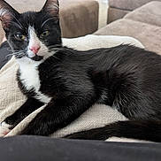 Oliver is registered to the contest to win money with this photo: animal, black_and_white, blanket, cat, close_up, couch, ears, feline, fur, green_eyes, indoor, living_room, lying_down, pet, pink_nose, portrait, red_cushion, relaxed, tuxedo_cat, whiskers