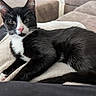 animal, black_and_white, blanket, cat, close_up, couch, ears, feline, fur, green_eyes, indoor, living_room, lying_down, pet, pink_nose, portrait, red_cushion, relaxed, tuxedo_cat, whiskers