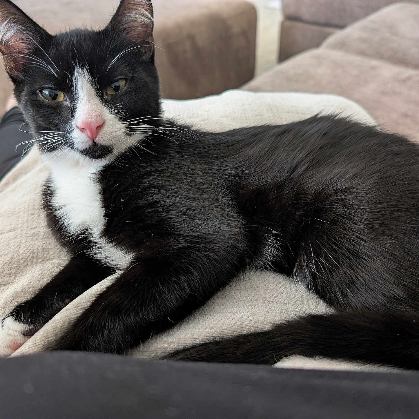 Oliver is registered to the contest to win money with this photo: animal, black_and_white, blanket, cat, close_up, couch, ears, feline, fur, green_eyes, indoor, living_room, lying_down, pet, pink_nose, portrait, red_cushion, relaxed, tuxedo_cat, whiskers