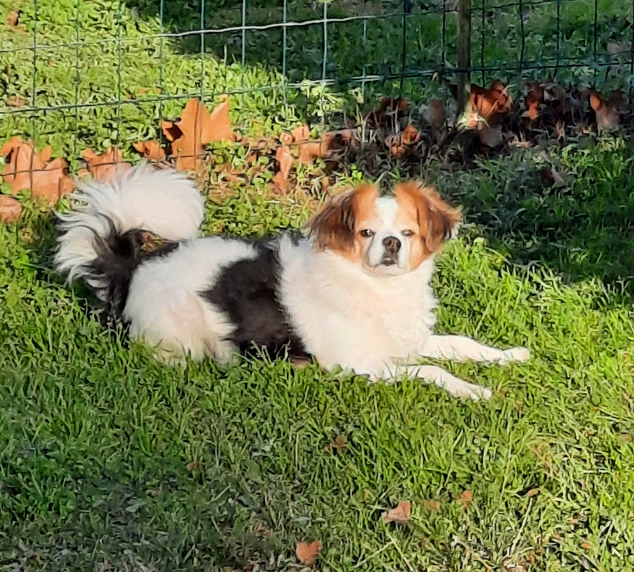 Indy a rejoint le concours — aidez-le/la à gagner de superbes lots ! ancient_dog_breeds, carnivore, cavalier_king_charles_spaniel, chair, companion_dog, dog, dog_breed, fence, fur, grass, home_fencing, mesh, plant, sporting_group, tail, terrestrial_animal, toy_dog, wire_fencing, working_dog, yard