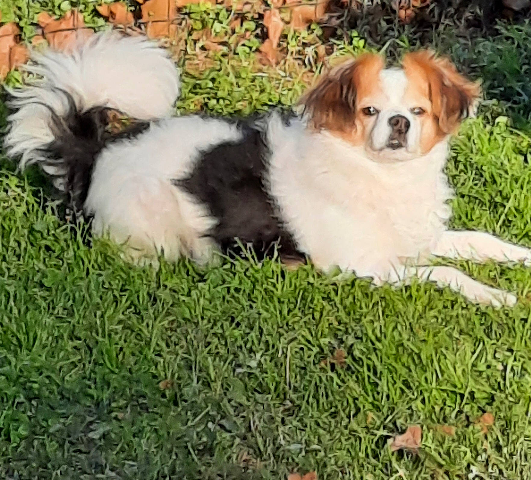 Indy participe au concours pour gagner de l'argent avec cette photo : ancient_dog_breeds, canidae, carnivore, cavalier_king_charles_spaniel, companion_dog, dog, dog_breed, dog_supply, fawn, fur, grass, king_charles_spaniel, plant, puppy, snout, sporting_group, tail, terrestrial_animal, toy_dog, whiskers