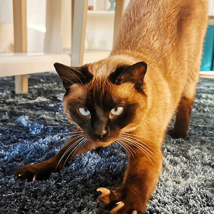 Zelda participe au concours pour gagner de l'argent avec cette photo : abyssinian, animal, blackcat, cat, computer, computerhardware, electronics, hardware, kitten, manx, monitor, pc, pet, screen, siamese
