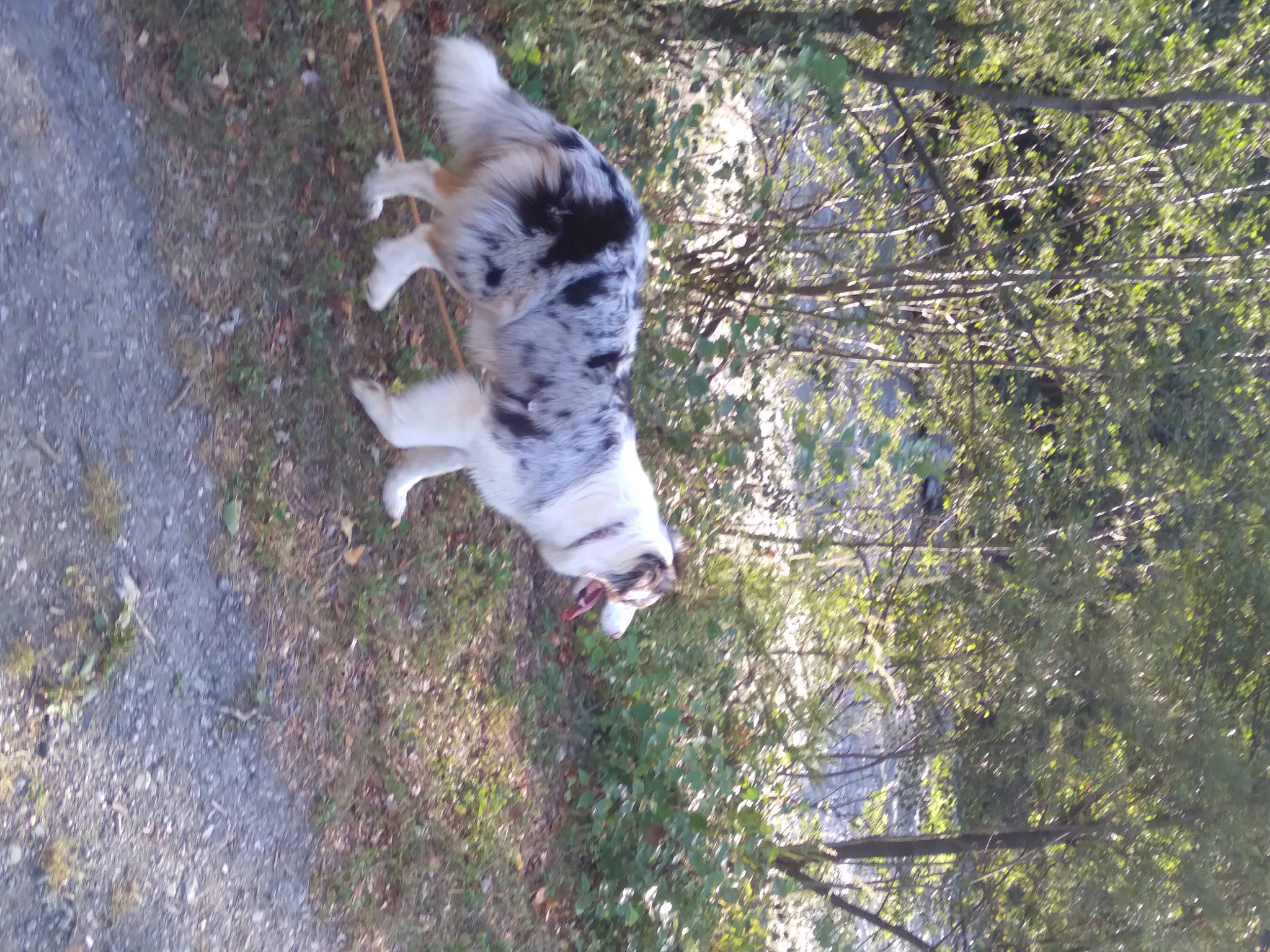 Suki participe au concours pour gagner de l'argent avec cette photo : canidae, carnivore, companion_dog, dog, dog_breed, felidae, forest, fur, grass, plant, reflection, shadow, small_to_medium_sized_cats, soil, tail, terrestrial_animal, tree, trunk, twig, wood