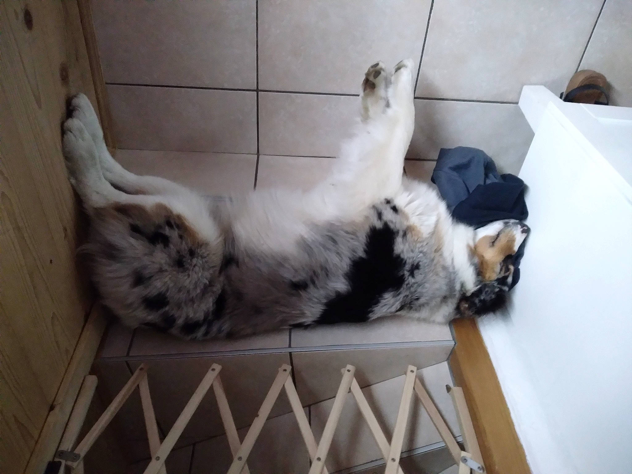 Suki a rejoint le concours — aidez-le/la à gagner de superbes lots ! canidae, carnivore, cat, comfort, companion_dog, dog_breed, domestic_short_haired_cat, felidae, flooring, fur, paw, room, small_to_medium_sized_cats, sporting_group, tail, whiskers