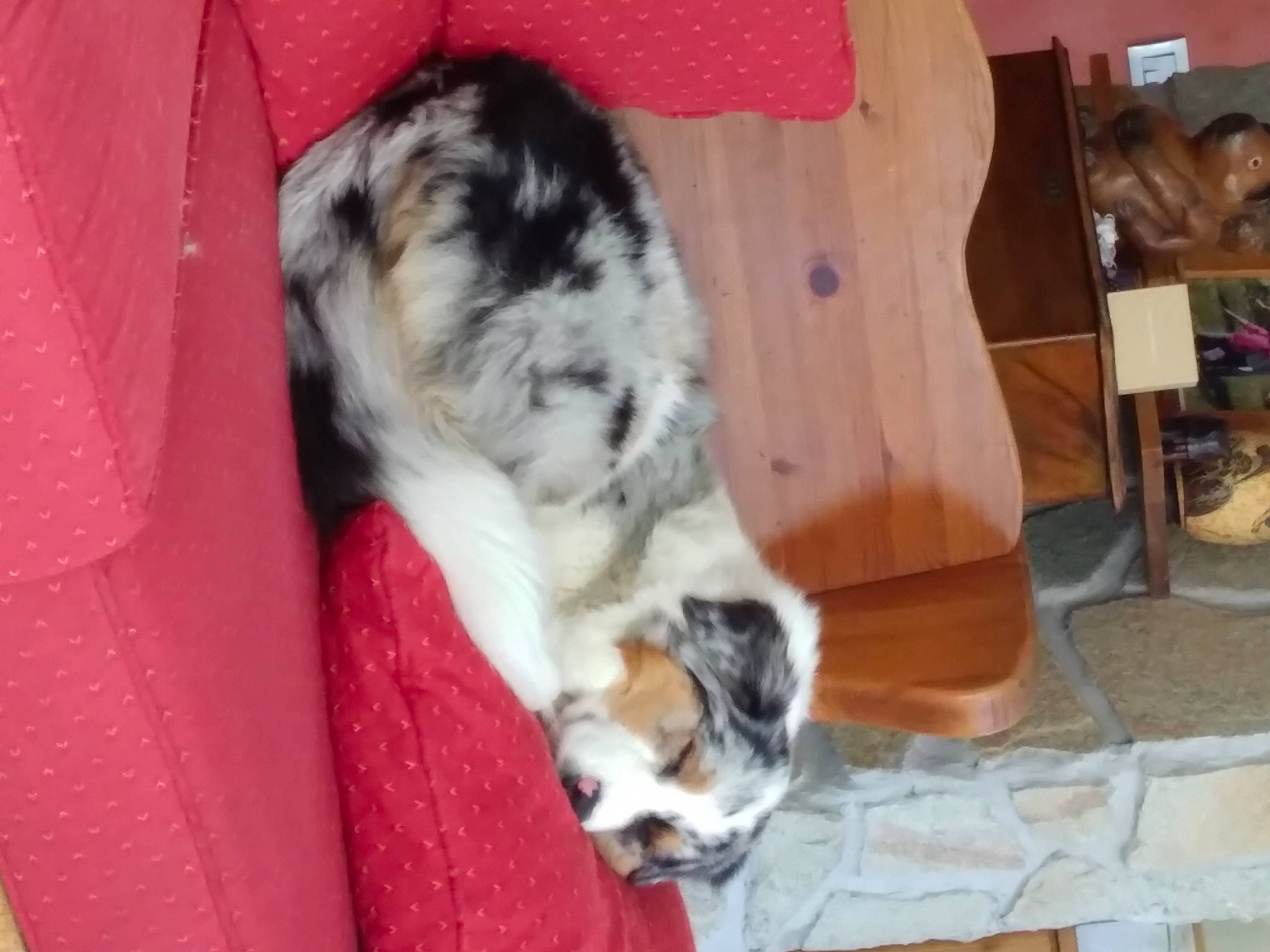 Suki a rejoint le concours — aidez-le/la à gagner de superbes lots ! canidae, carnivore, comfort, companion_dog, dog, dog_breed, dog_supply, fawn, felidae, fur, hardwood, king_charles_spaniel, pet_supply, small_to_medium_sized_cats, sporting_group, tail, terrestrial_animal, toy_dog, whiskers, working_animal