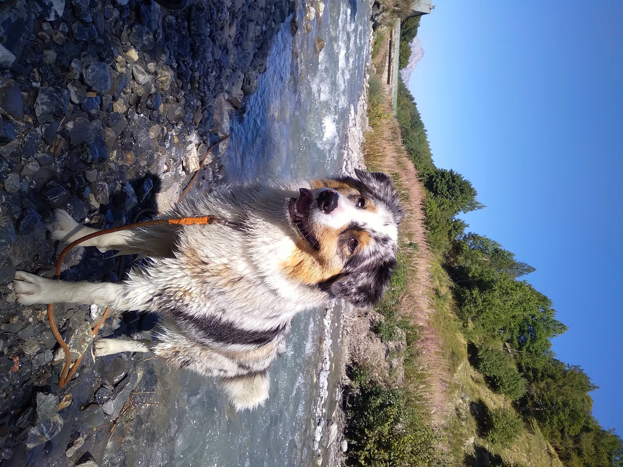 Suki a rejoint le concours — aidez-le/la à gagner de superbes lots ! adventure, bedrock, carnivore, dog, dog_breed, fur, klippe, landscape, leisure, mountain, plant, rock, sky, sporting_group, tree, trunk, water, wildlife, wood, working_dog