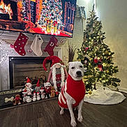 Misty joined the competition — help win amazing prizes! dog, christmas_tree, holiday_decorations, fireplace, stockings, sweater, festive, ornaments, lights, floor, toy, figurines, gifts, indoor, winter, seasonal, decor, pet, cozy, celebration