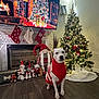 dog, christmas_tree, holiday_decorations, fireplace, stockings, sweater, festive, ornaments, lights, floor, toy, figurines, gifts, indoor, winter, seasonal, decor, pet, cozy, celebration