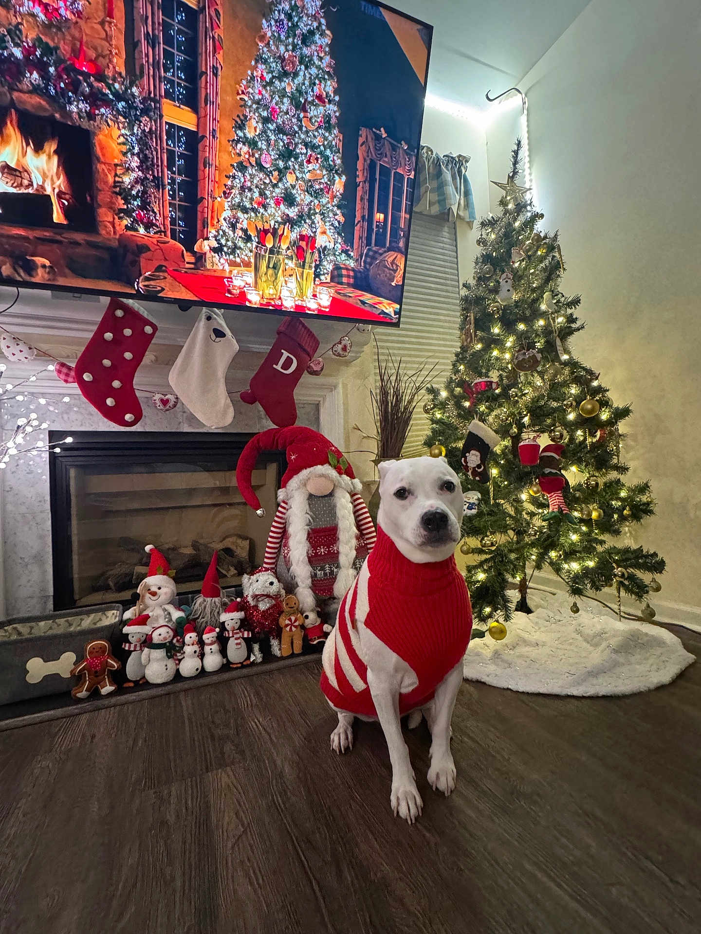 Misty joined the competition — help win amazing prizes! dog, christmas_tree, holiday_decorations, fireplace, stockings, sweater, festive, ornaments, lights, floor, toy, figurines, gifts, indoor, winter, seasonal, decor, pet, cozy, celebration