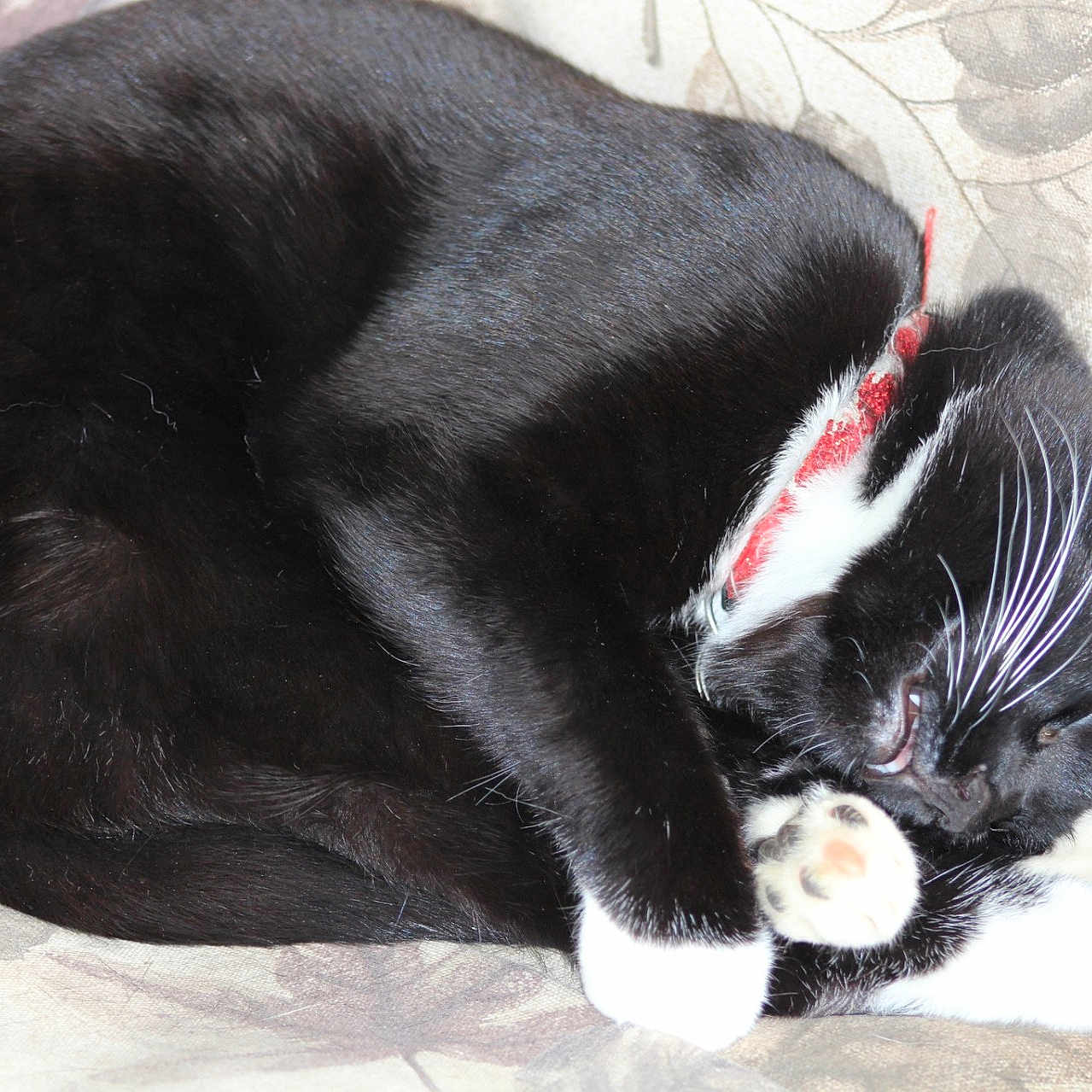 White Paws joined the competition — help win amazing prizes! animal, black_and_white, cat, close_up, collar, couch, cozy, cute, domestic, feline, fur, home, indoor, patterned_fabric, paws, pet, relaxed, resting, sleeping, whiskers