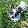 animal, black_and_white, canine, curious, daylight, dog, ears, eyes, fluffy, fur, grass, greenery, looking_up, nature, outdoor, pet, playful, small_dog, snout, tail