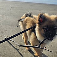 Aegon a rejoint le concours — aidez-le/la à gagner de superbes lots ! puppy, dog, beach, sand, stick, leash, waves, ocean, sky, clouds, outdoor, pet, playful, cute, animal, sunlight, daytime, walking, fur, happy