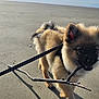 puppy, dog, beach, sand, stick, leash, waves, ocean, sky, clouds, outdoor, pet, playful, cute, animal, sunlight, daytime, walking, fur, happy