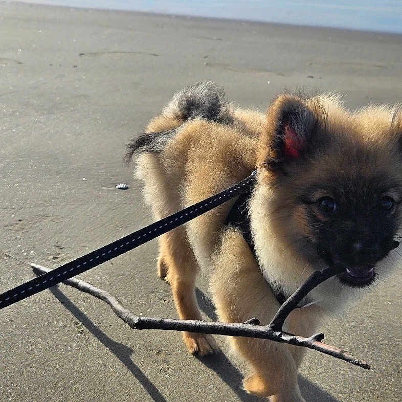 Aegon a rejoint le concours — aidez-le/la à gagner de superbes lots ! animal, beach, clouds, cute, daytime, dog, fur, happy, leash, ocean, outdoor, pet, playful, puppy, sand, sky, stick, sunlight, walking, waves