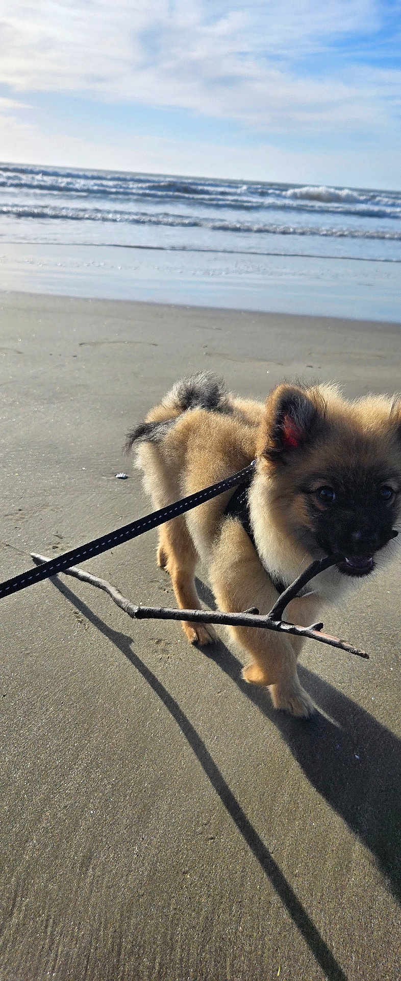 Aegon a rejoint le concours — aidez-le/la à gagner de superbes lots ! puppy, dog, beach, sand, stick, leash, waves, ocean, sky, clouds, outdoor, pet, playful, cute, animal, sunlight, daytime, walking, fur, happy