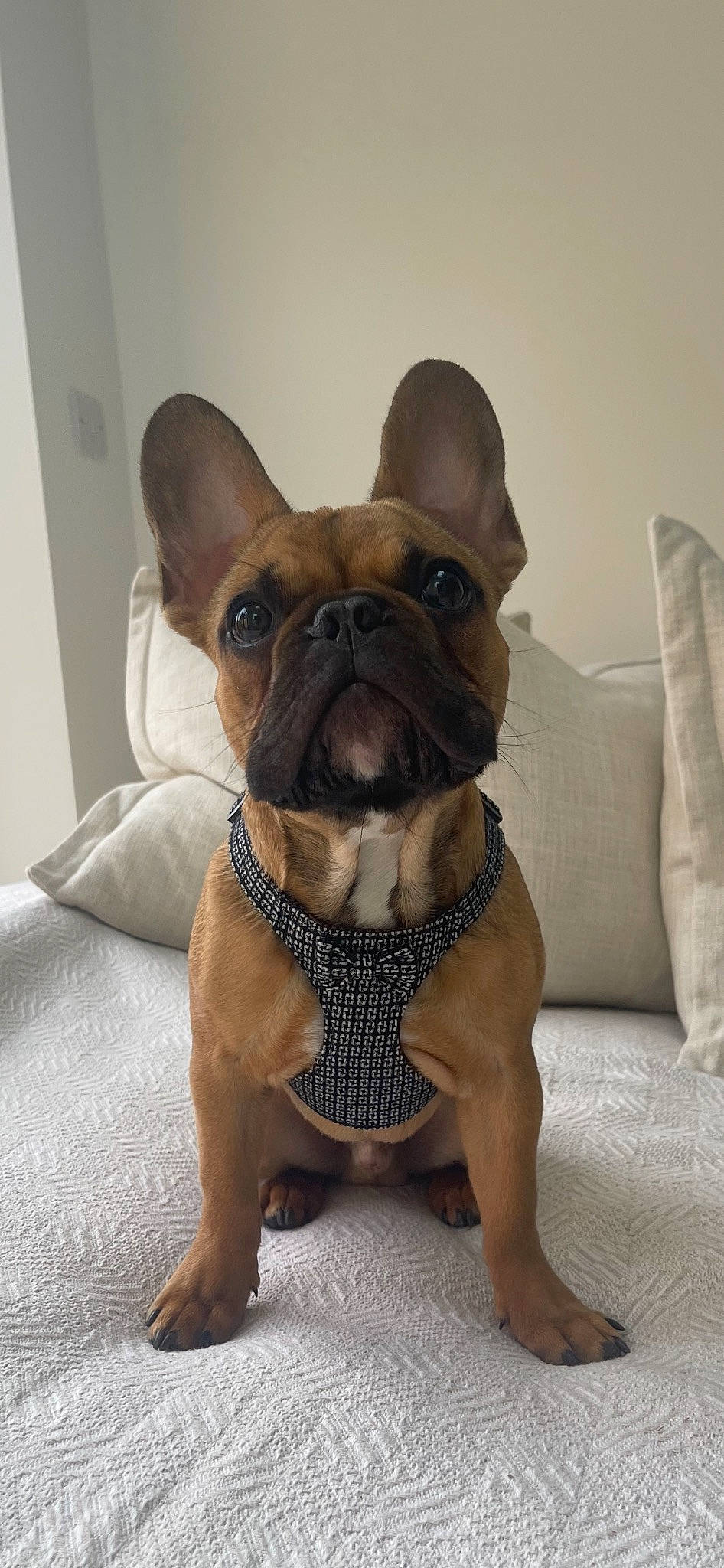 Hugo is registered to the contest to win money with this photo: bulldog, carnivore, collar, comfort, companion_dog, dog, dog_breed, dog_collar, ear, fawn, french_bulldog, liver, molosser, snout, sporting_group, terrestrial_animal, toy_dog, whiskers, working_animal, wrinkle