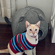 Tom is registered to the contest to win money with this photo: blue_eyes, cat, cat_house, collar, cozy, curtain, domestic_cat, ears, flooring, hardwood_floor, home_decor, indoor, looking_at_camera, pet, portrait, sitting, striped_sweater, sweater, tag, whiskers