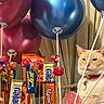 Tom is registered to the contest to win money with this photo: balloon, balloons, candy, cat, celebration, chocolate, chocolate_bar, collar, curtain, feline, indoor, lollipop, party_balloons, party_decor, pet, pet_tag, skewers, stoic_expression, table, wrapped_candy