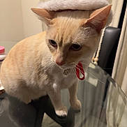 Tom joined the competition — help win amazing prizes! cat, chair, christmas, close_up, collar, cream_cat, curtain, ears, feline, glass_table, hat, indoor, pet, portrait, red_ribbon, reflection, santa_hat, table, tag, whiskers