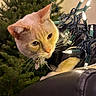 armrest, blurred_background, cat, christmas_tree, close_up, collar, cozy, decoration, evergreen, fairy_lights, feline, holiday, id_tag, indoor, leather_chair, orange_cat, pet, portrait, string_lights, whiskers