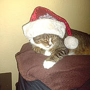 Juju is registered to the contest to win money with this photo: cat, tabby, santa_hat, holiday, pet, animal, feline, brown_blanket, indoor, cozy, resting, white_paws, striped, cute, domestic_cat, sleepy, fluffy, fur, relaxed, christmas