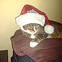 cat, tabby, santa_hat, holiday, pet, animal, feline, brown_blanket, indoor, cozy, resting, white_paws, striped, cute, domestic_cat, sleepy, fluffy, fur, relaxed, christmas