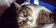 Juju is registered to the contest to win money with this photo: cat, tabby_cat, pet, lying_down, blanket, quilt, fabric, indoor, resting, fur, whiskers, close_up, cute, sleepy, animal, domestic_animal, cozy, relaxed, bed, soft
