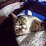 cat, tabby_cat, pet, lying_down, blanket, quilt, fabric, indoor, resting, fur, whiskers, close_up, cute, sleepy, animal, domestic_animal, cozy, relaxed, bed, soft