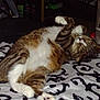 Juju is registered to the contest to win money with this photo: cat, tabby, pet, sleeping, indoor, bed, blanket, striped, white_paws, relaxed, cute, fur, animal, domestic_cat, resting, whiskers, cozy, patterned_blanket, feline, soft_lighting