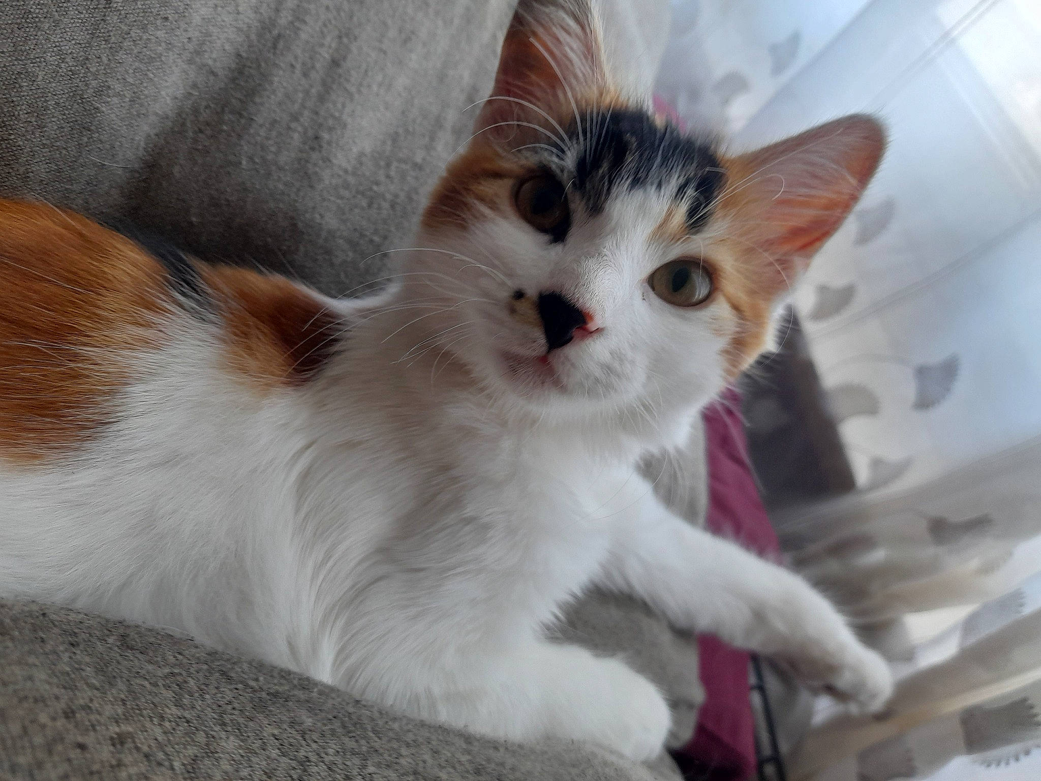 Capsule participe au concours pour gagner de l'argent avec cette photo : carnivore, cat, claw, domestic_short_haired_cat, fawn, felidae, fur, paw, small_to_medium_sized_cats, snout, tail, whiskers