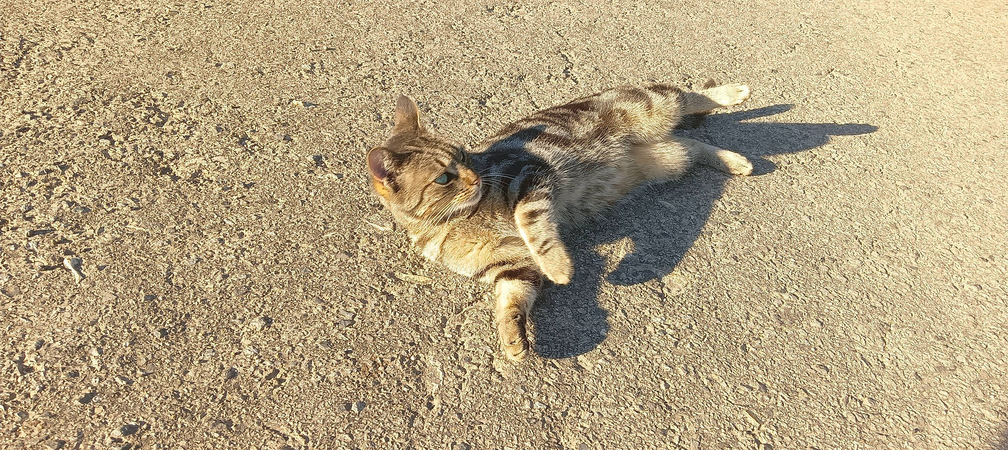 Natsu participe au concours pour gagner de l'argent avec cette photo : asphalt, carnivore, cat, claw, domestic_short_haired_cat, eye, fawn, felidae, fur, grass, paw, road_surface, small_to_medium_sized_cats, snout, soil, tail, terrestrial_animal, whiskers, wildlife, wood