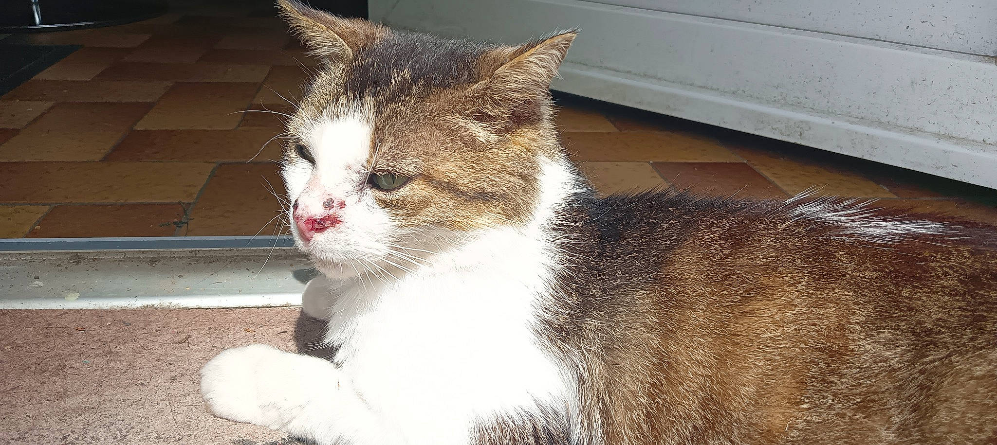 Grignou a rejoint le concours — aidez-le/la à gagner de superbes lots ! carnivore, cat, domestic_short_haired_cat, felidae, fur, paw, small_to_medium_sized_cats, snout, tail, terrestrial_animal, whiskers, window, wood