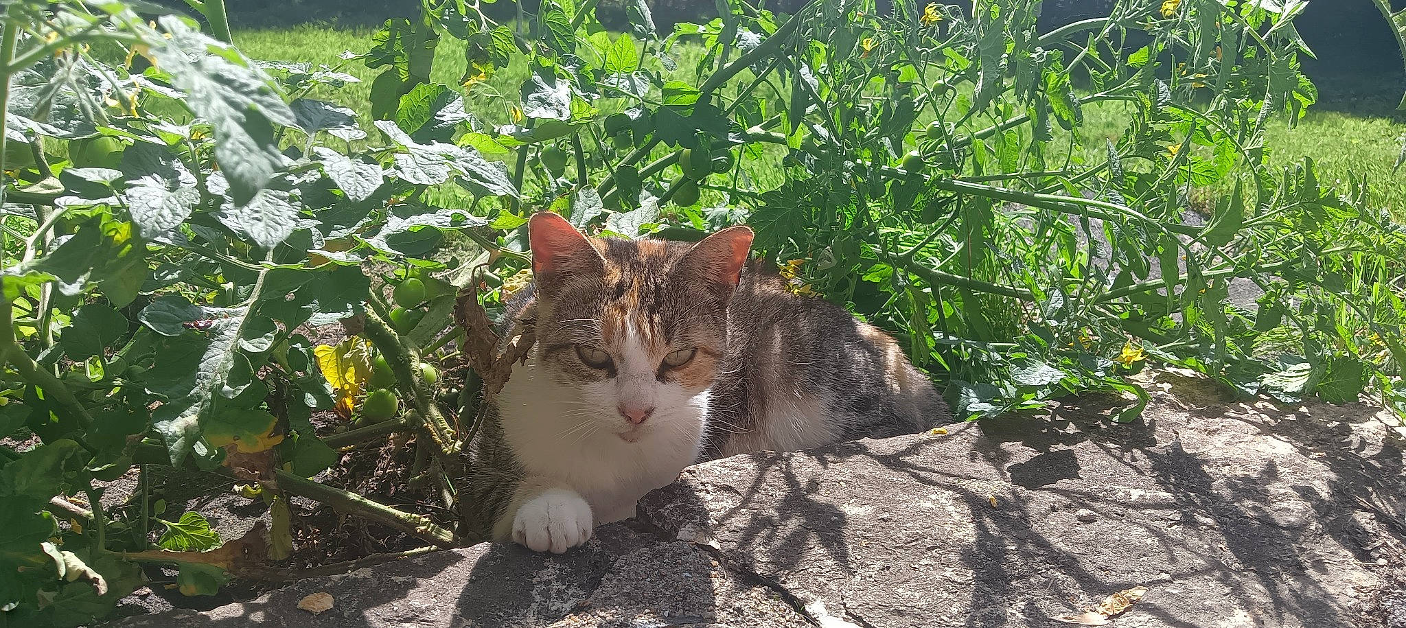 Yacka participe au concours pour gagner de l'argent avec cette photo : art, carnivore, cat, domestic_short_haired_cat, eye, fawn, felidae, fur, grass, groundcover, plant, small_to_medium_sized_cats, snout, soil, tail, terrestrial_animal, tree, whiskers, wildlife