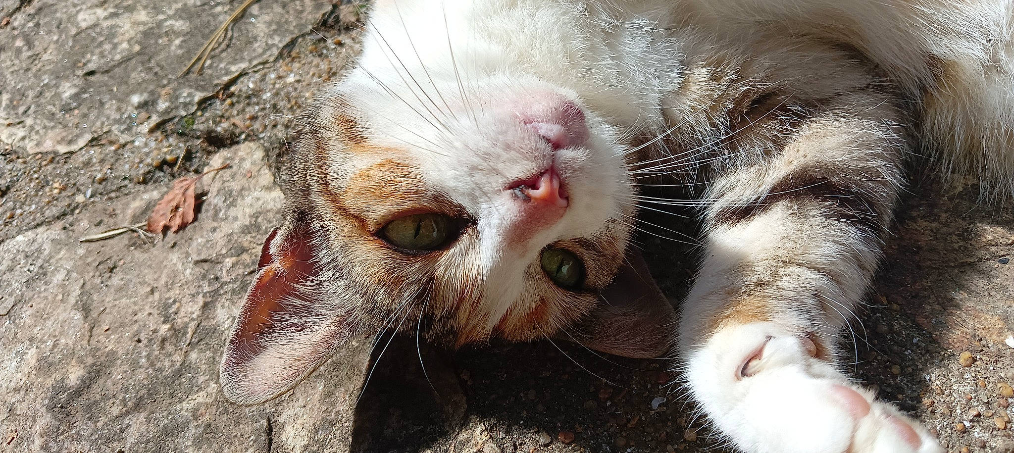 Yacka participe au concours pour gagner de l'argent avec cette photo : carnivore, cat, claw, close_up, domestic_short_haired_cat, fawn, felidae, fur, grass, nose, organism, paw, small_to_medium_sized_cats, snout, tail, terrestrial_animal, twig, whiskers, wildlife