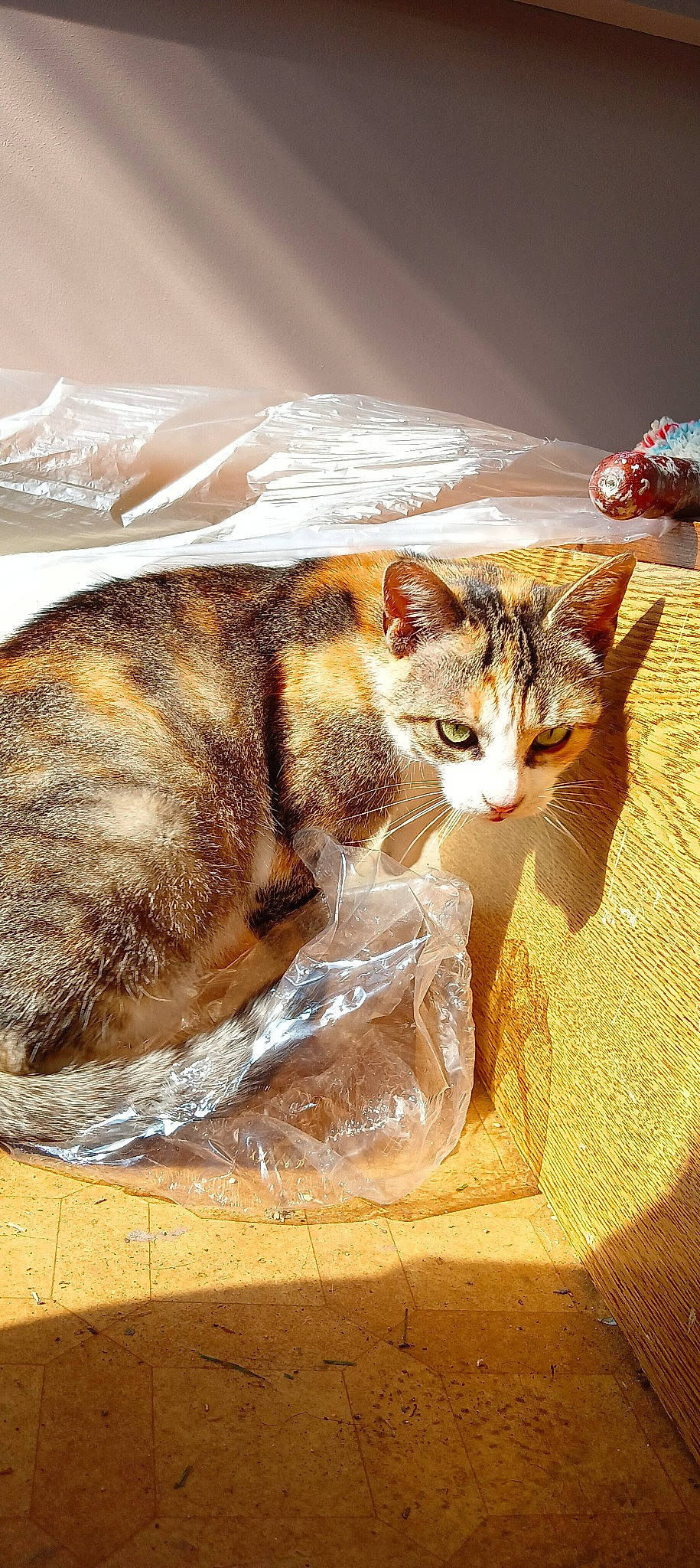 Yacka a rejoint le concours — aidez-le/la à gagner de superbes lots ! art, brown, carnivore, cat, claw, comfort, domestic_short_haired_cat, fawn, felidae, fur, grass, mammal, paw, small_to_medium_sized_cats, snout, tail, terrestrial_animal, whiskers, window, wood