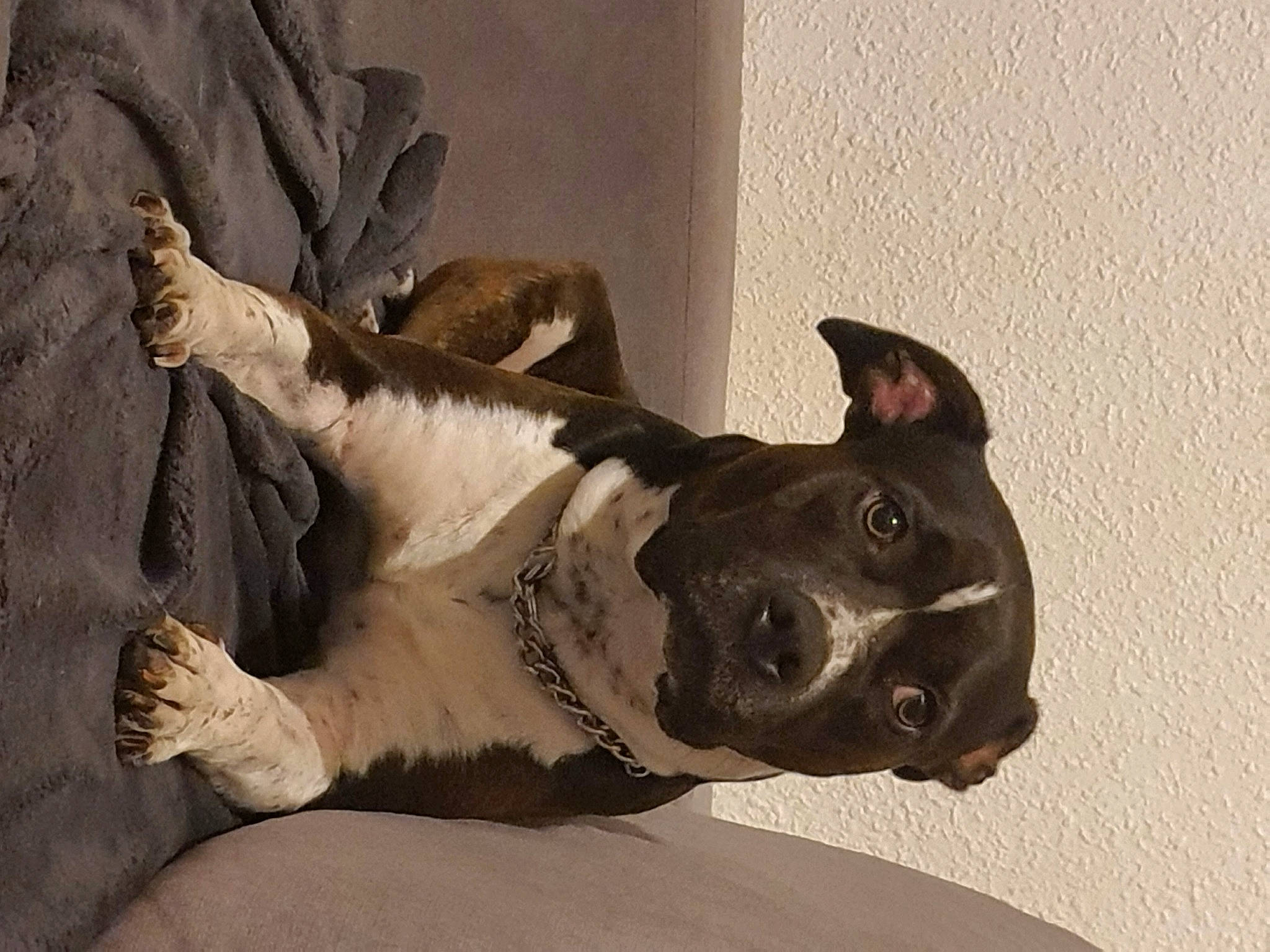 Pepyta a rejoint le concours — aidez-le/la à gagner de superbes lots ! art, canidae, carnivore, collar, comfort, companion_dog, dog, dog_breed, dog_collar, ear, fawn, giant_dog_breed, guard_dog, pet_supply, snout, sporting_group, tail, terrestrial_animal, whiskers, working_animal