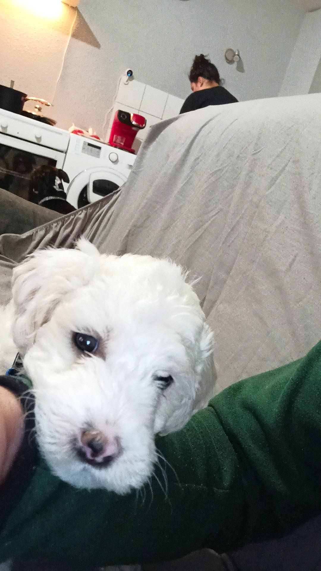 Pumbaa a rejoint le concours — aidez-le/la à gagner de superbes lots ! carnivore, cloud, comfort, companion_dog, couch, dog, dog_breed, flooring, fur, labradoodle, lamp, pillow, poodle, room, snout, sporting_group, terrier, toy_dog, white, working_animal