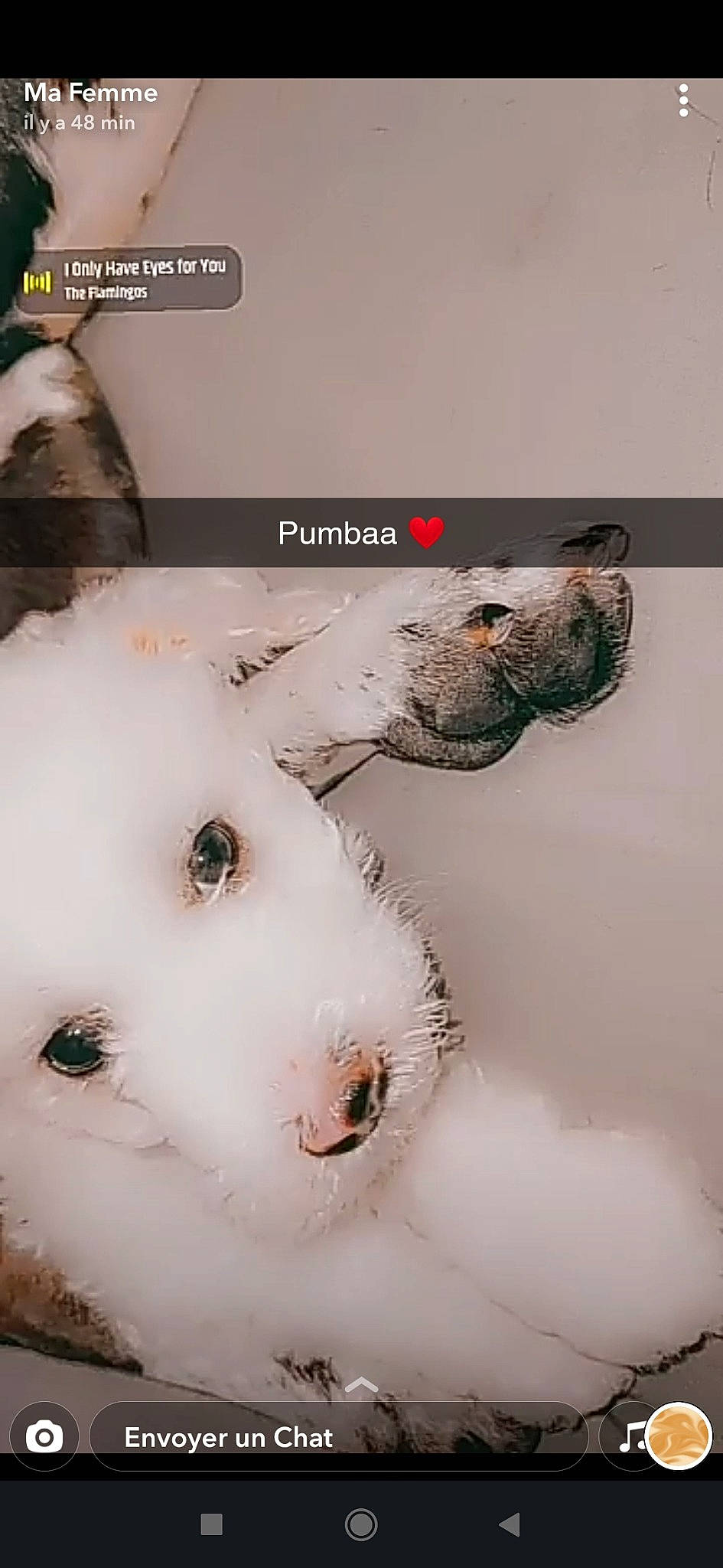 Pumbaa participe au concours pour gagner de l'argent avec cette photo : art, canidae, companion_dog, dog, dog_breed, eyelash, fang, font, fur, jaw, non_sporting_group, paw, photo_caption, screenshot, snout, snow_leopard, sporting_group, terrestrial_animal, whiskers