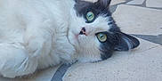 Ohara a rejoint le concours — aidez-le/la à gagner de superbes lots ! cat, green_eyes, white_fur, gray_fur, lying_down, outdoor, stone_floor, terracotta_pot, curious, close_up, pet, animal, cute, relaxed, whiskers, ears, face, nature, daylight, domestic_cat