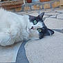 cat, green_eyes, white_fur, gray_fur, lying_down, outdoor, stone_floor, terracotta_pot, curious, close_up, pet, animal, cute, relaxed, whiskers, ears, face, nature, daylight, domestic_cat