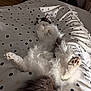 cat, fluffy, bed, polka_dot, white, black, relaxed, sleeping, paw, feline, cozy, indoor, fur, tail, cute, animal, pet, resting, soft, comfortable