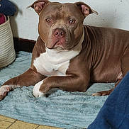 Simba participe au concours pour gagner de l'argent avec cette photo : dog, brown, white, indoor, blanket, floor, tile, basket, pet, animal, laying, portrait, canine, ears, fur, paw, resting, closeup, home, looking