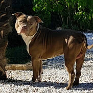 Simba a rejoint le concours — aidez-le/la à gagner de superbes lots ! alert, animal, backyard, brown_dog, canine, daylight, dog, foliage, fur, garden, greenery, muscular, nature, outdoor, pet, shadow, standing, sunlight, tree, white_gravel