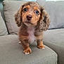dog, puppy, dachshund, long_haired, couch, sofa, pet, portrait, close_up, brown, ears, paws, whiskers, eyes, adorable, sitting, indoor, home_interior, small, curious