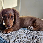 Tony Tony Chopper joined the competition — help win amazing prizes! puppy, dog, dachshund, bed, blanket, bedding, paws, tail, fur, eyes, portrait, indoor, pet, backpack, strap, cute, resting, looking_at_camera, pattern, soft_lighting