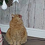 cat, orange_cat, fluffy, indoor, floor, christmas_tree, ornament, star, holiday_decor, wooden_wall, pet, animal, tongue_out, curious, feline, cute, domestic_cat, christmas, festive, sitting