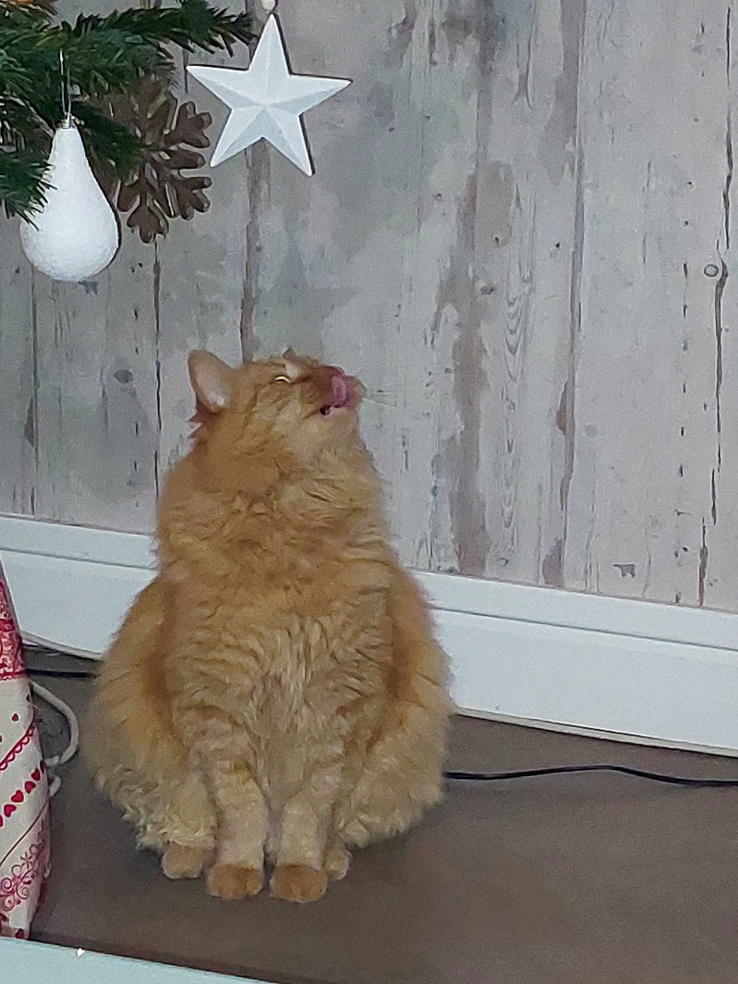 Caramel a rejoint le concours — aidez-le/la à gagner de superbes lots ! cat, orange_cat, fluffy, indoor, floor, christmas_tree, ornament, star, holiday_decor, wooden_wall, pet, animal, tongue_out, curious, feline, cute, domestic_cat, christmas, festive, sitting