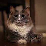 Luna is registered to the contest to win money with this photo: abyssinian, angora, animal, brasssection, cat, hardwood, horn, indoors, kitten, manx, musicalinstrument, pet, siamese, snout, stainedwood, wood
